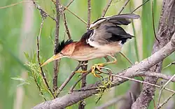 Индейский волчок4 июня 2021