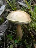 Берёзовик болотный (Leccinum niveum)
