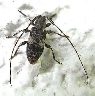 Усачики серые