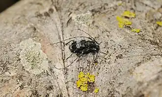 Усачик серый пятнистый