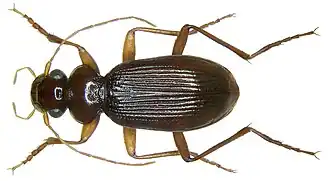 Leistus ferrugineus