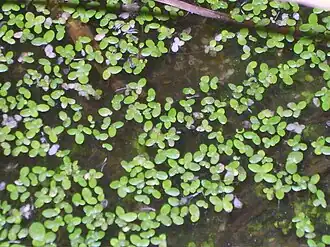 Растения на поверхности водоёма