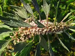 Leonurus quinquelobatus