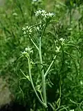 Кресс-салат (Lepidium sativum)