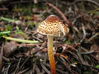 Лепиота каштановая, ещё один смертельно опасный гриб, содержащий большое количество аматоксинов