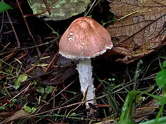 Лепиота розоватая (Lepiota subincarnata) смертельно ядовитый гриб