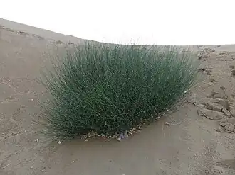 Лептадения пиротехническая