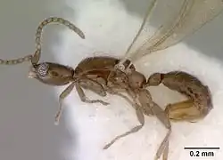 Самец Leptanilla swani