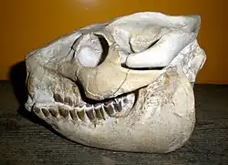 Leptauchenia (череп)