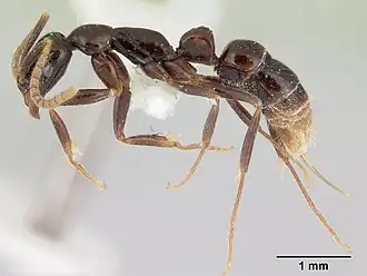 Leptogenys antillana