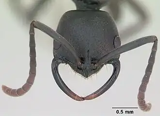 Муравей вида Leptogenys maxillosa