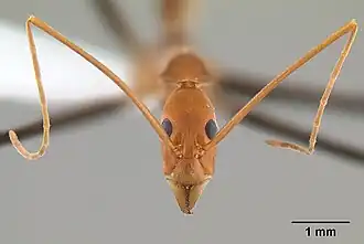 Leptomyrmex darlingtoni
