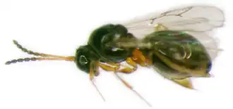 Leptopilina boulardii (Eucoilinae), паразитоид мух Drosophila