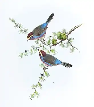 Расписная синичка