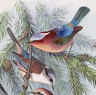 Самец и самка. Рис. Г. Мютцеля