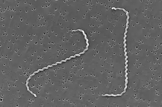 Leptospira sp.