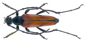 Чёрная лептура