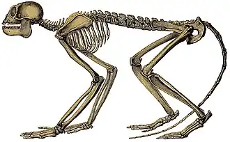 Реконструкция скелета