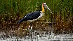 Африканский марабу