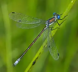 Lestes dryas, Евразия, Северная Африка, Северная Америка