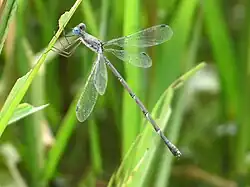 Lestes praemorsus