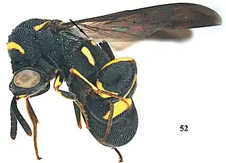 Leucospis femoricincta