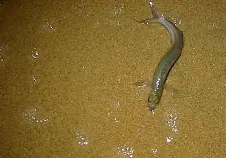 Грунион (Leuresthes tenuis)