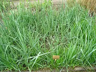 Волоснец кистистый. Общий вид растения