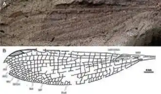 Ископаемое крыло