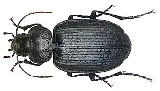 Licinus punctatulus