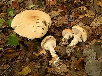 Лимацелла капельная (Limacella guttata)