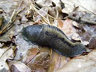 Черный слизень (Limax cinereoniger)