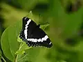 Limenitis arthemis arthemis