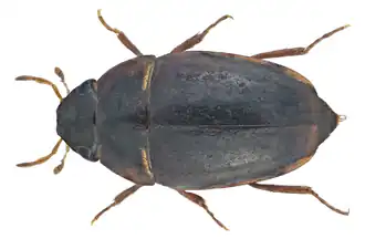 Limnebius crinifer