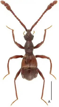 L. divaricatus