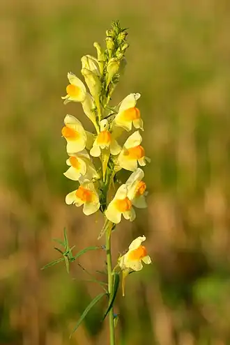 Льнянка обыкновенная (Linaria vulgaris)
