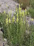Репей-льнянка (Linaria vulgaris)