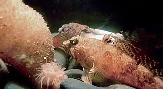 Самец Lindbergichthys nudifrons: о.&nbsp;Кинг-Джордж, Ю.&nbsp;Шетландские о-ва