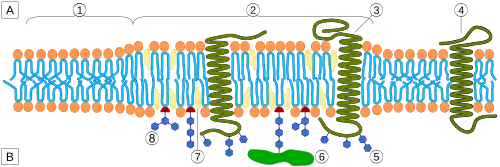 Липидные рафты14 июля 2015