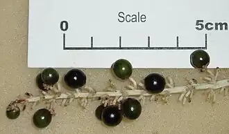 Liriope muscari, плоды крупным планом