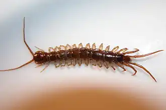 Костянка обыкновенная (Lithobius forficatus)