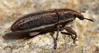 Lixus spartii