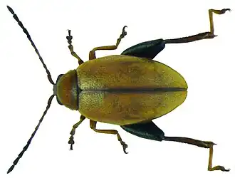 Longitarsus melanocephalus
