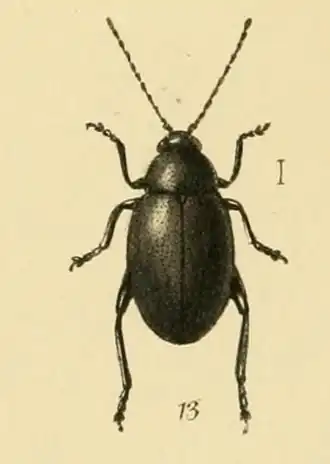 Longitarsus nigerrimus