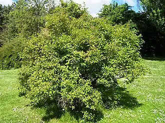 Жимолость кавказская