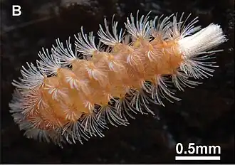 Lophoturus boondallus