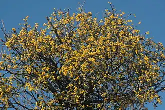 Ремнецветник европейский