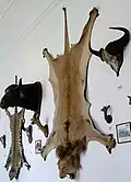 Трофейные шкуры льва и леопарда, рога и головы африканских копытных в одном из охотничьих замков в Чехии