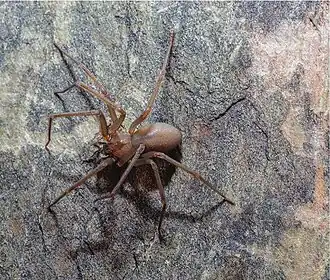 Паук Loxosceles tenochtitlan