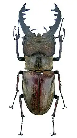 Рогач Дыбовского